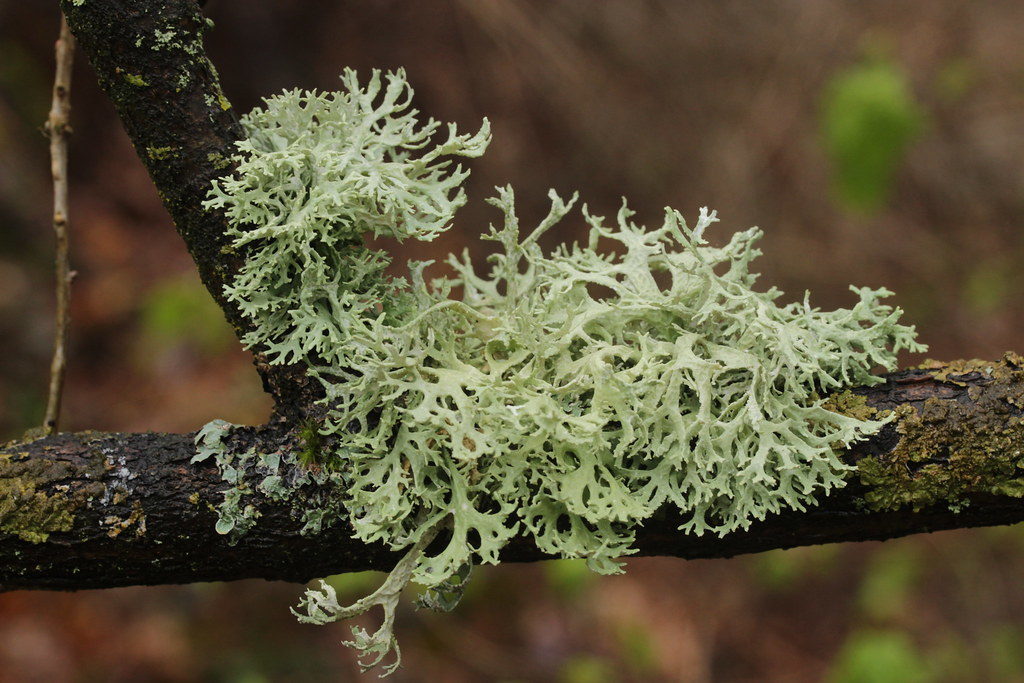 100%成功率香水DIY套組 9