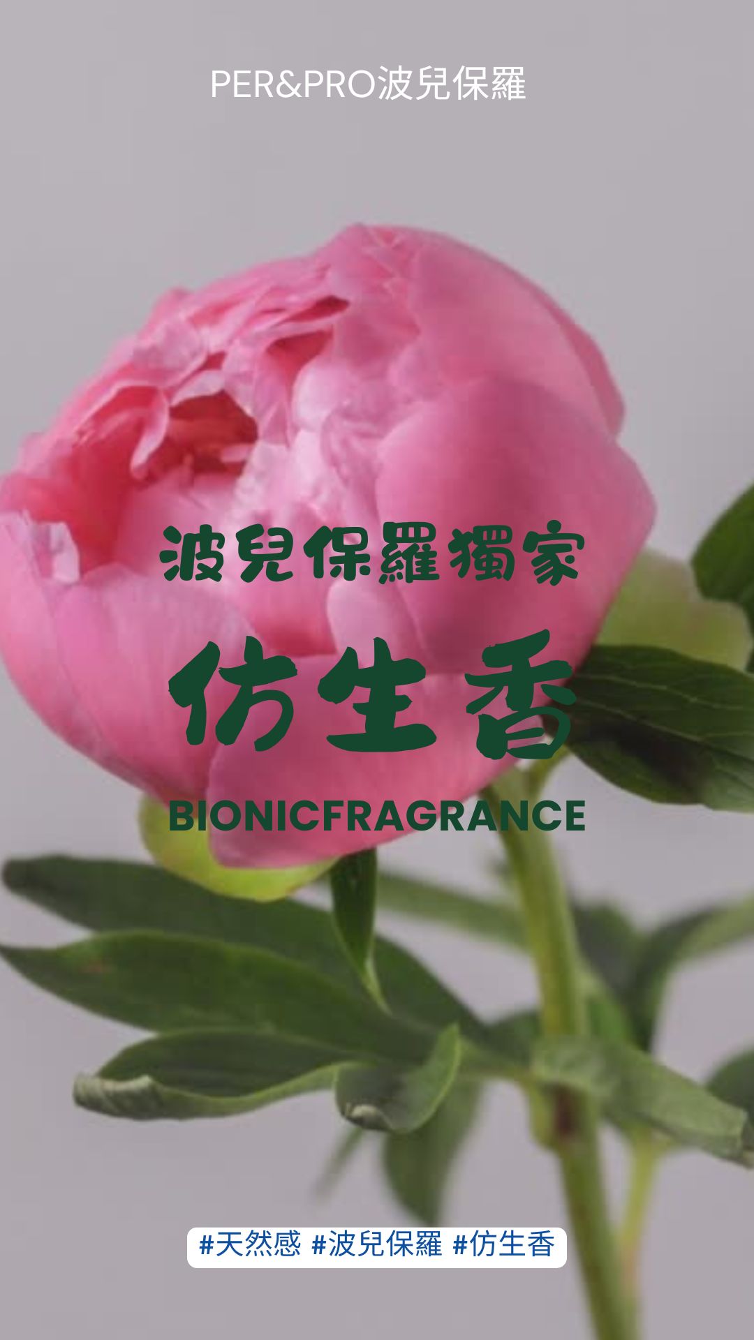 檀香知識影片