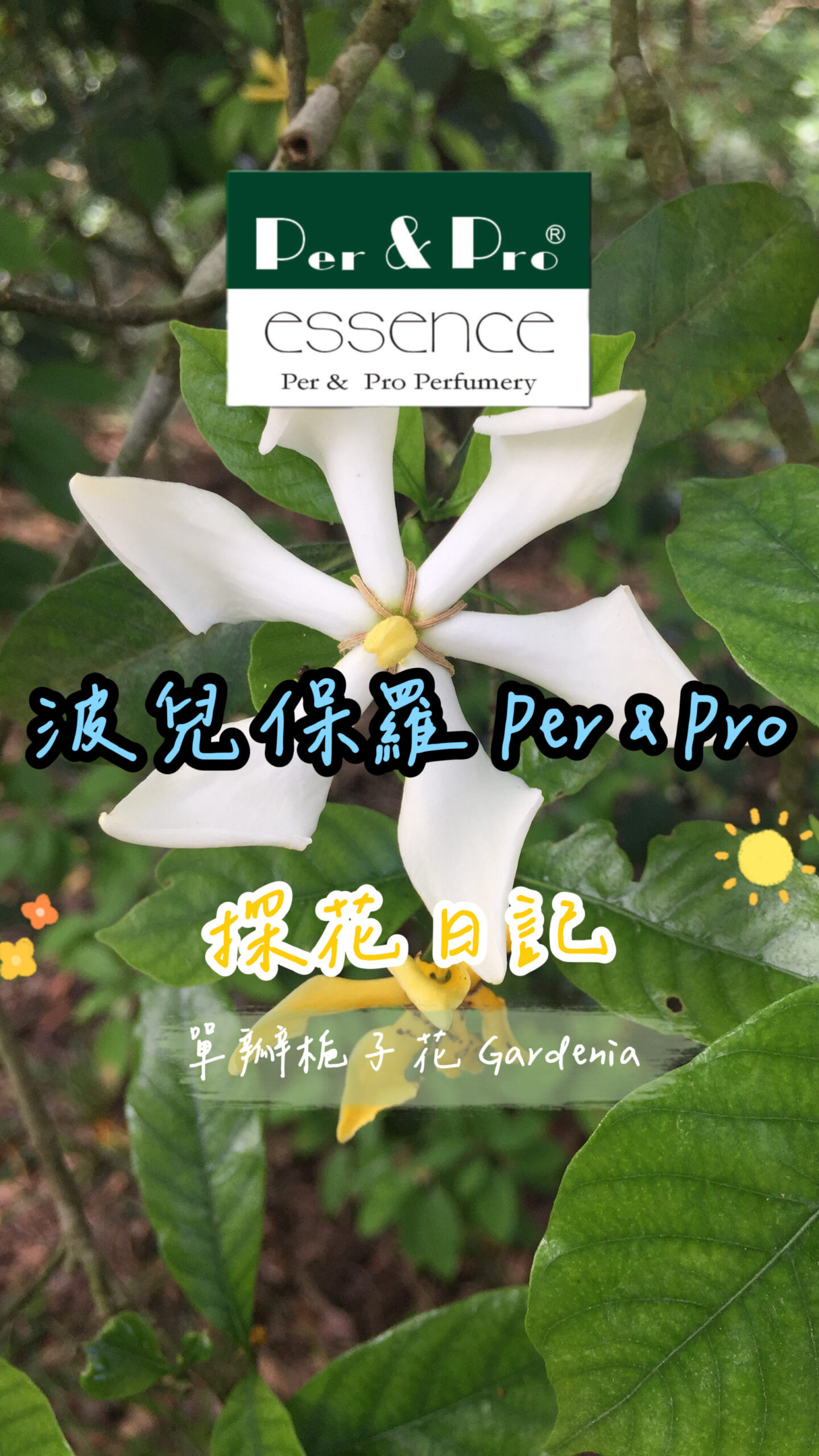 台灣原生種單瓣梔子花
