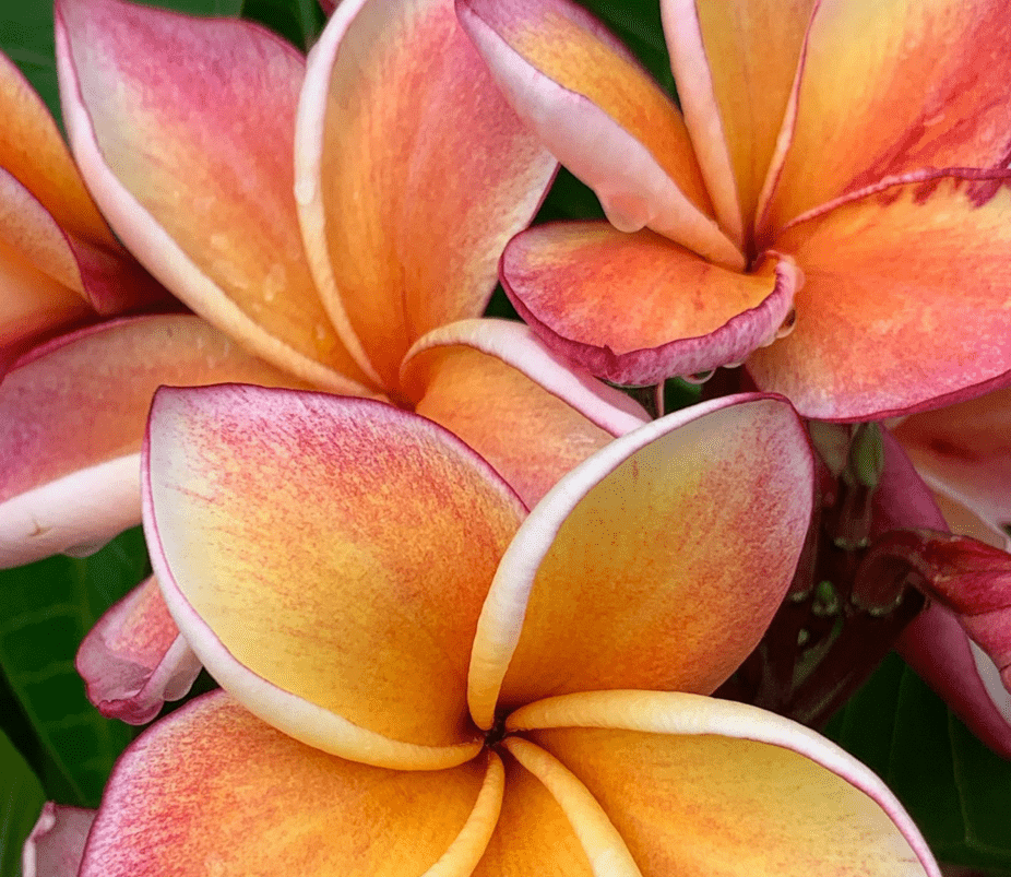 花香香精