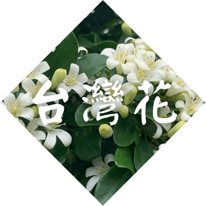 台灣花