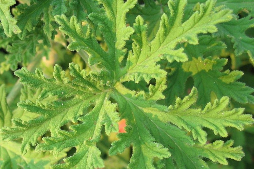Citronella